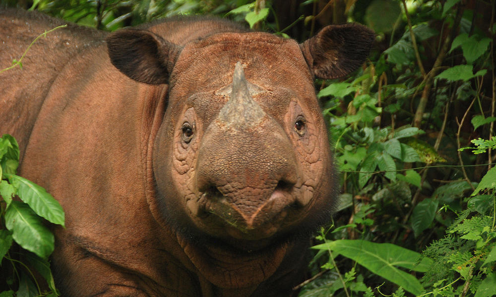 in memory of the northern sumatran rhino