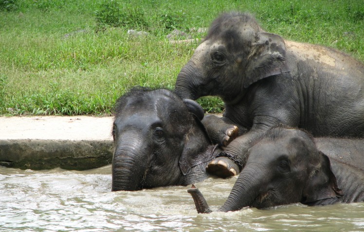 Bathing baby elephants at the Gandah Elephant Sanctuary | Photo credit: Takashi Ota