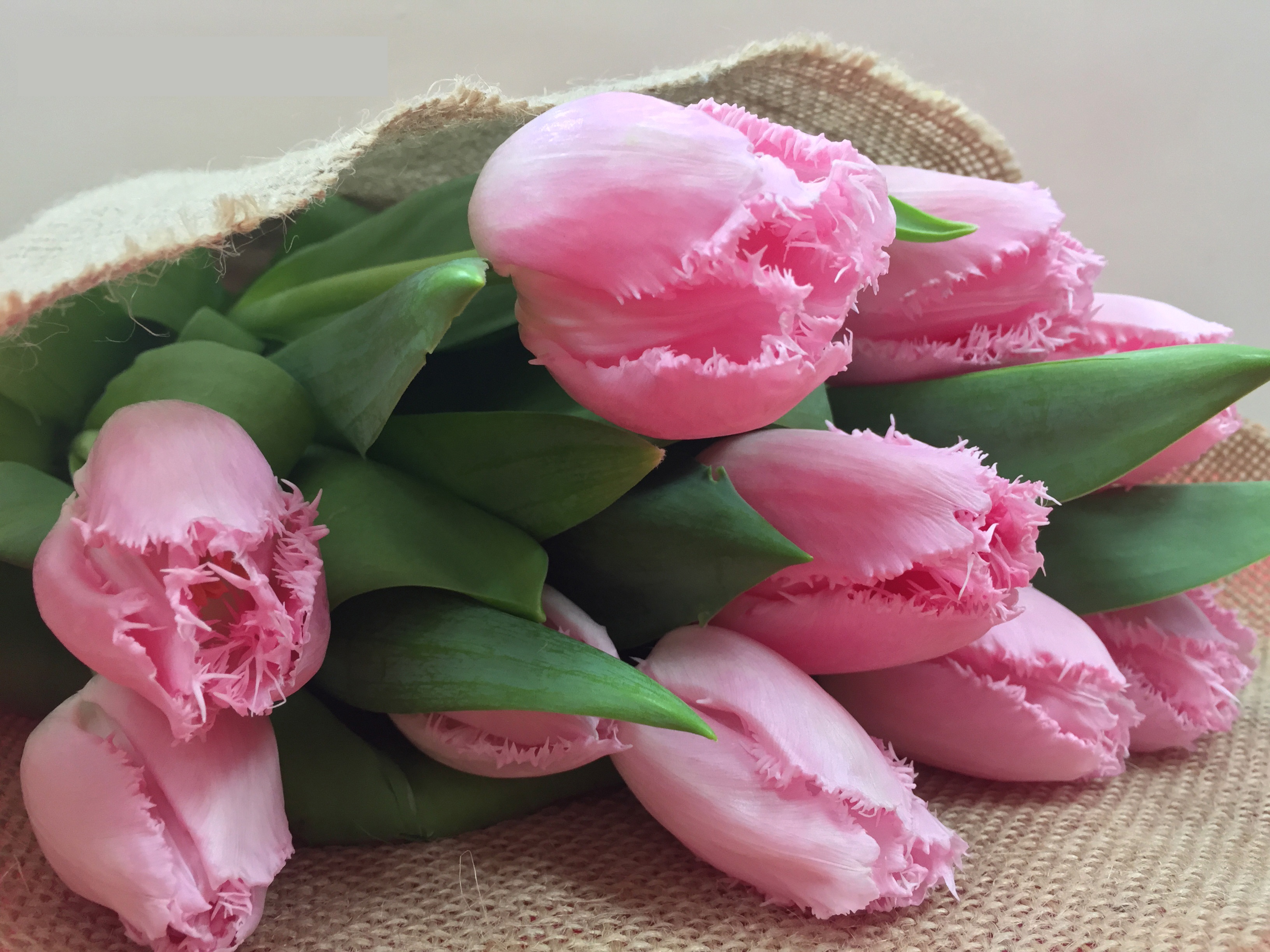 pink tulip bloom