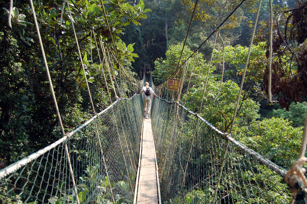 taman negara pahang canopy walk