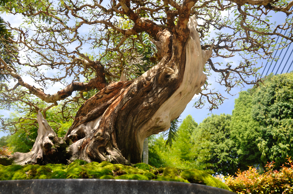 perdana-botanical-garden-putrajaya