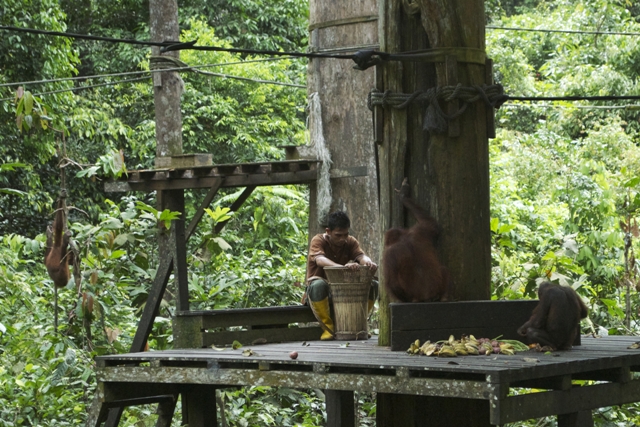 Saving Sabah’s Orangutans 2