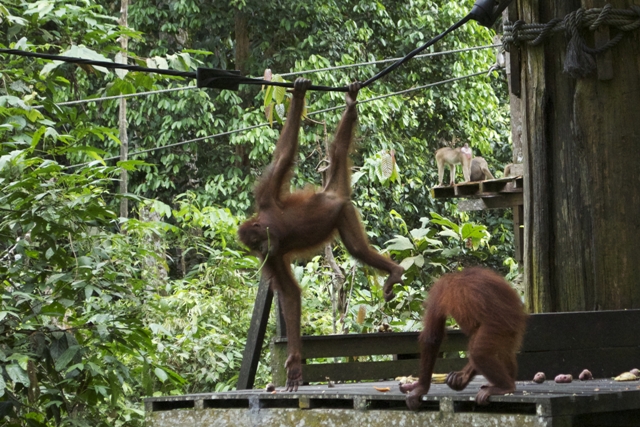 Saving Sabah’s Orangutans 3
