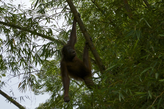 Saving Sabah’s Orangutans 5