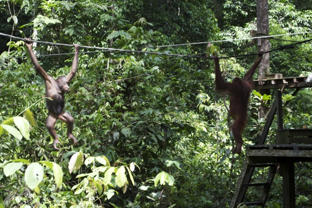 Saving Sabah’s Orangutans 6