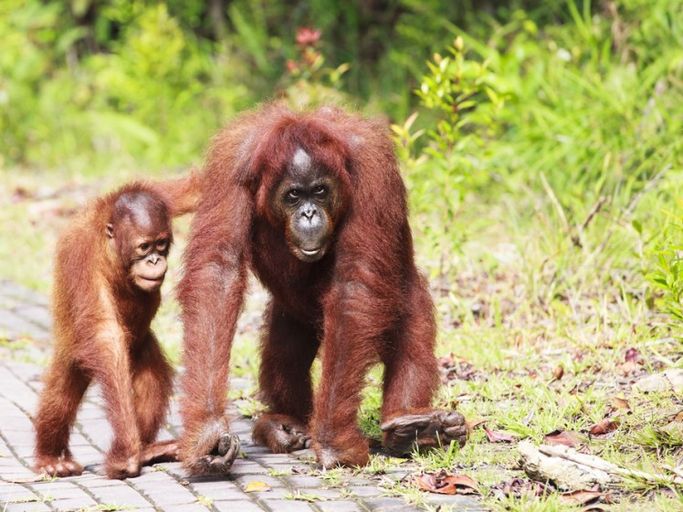 Saving Sabah’s Orangutans