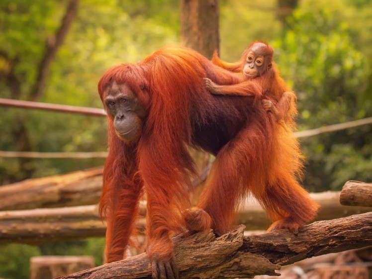 sepilok orang utan