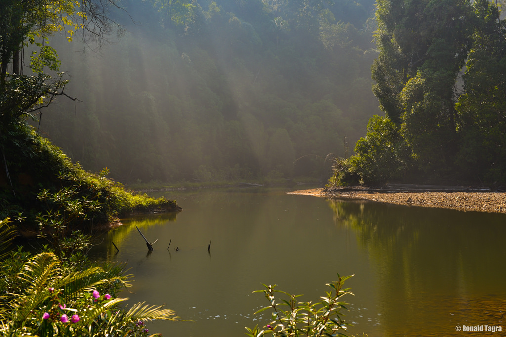 Endau Rompin National Park Johor