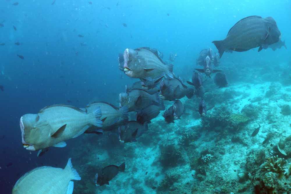 Bumphead parrotfish at sipadan