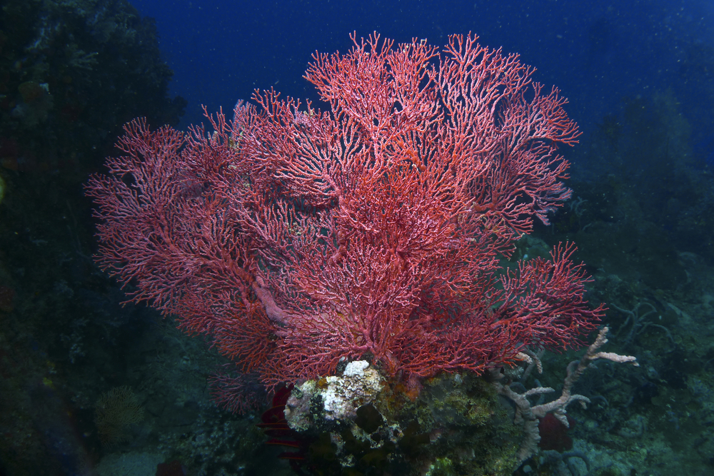 Gorgonian coral at Tioman
