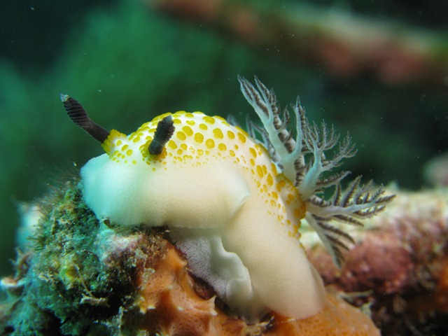 Nudibranch at Tioman