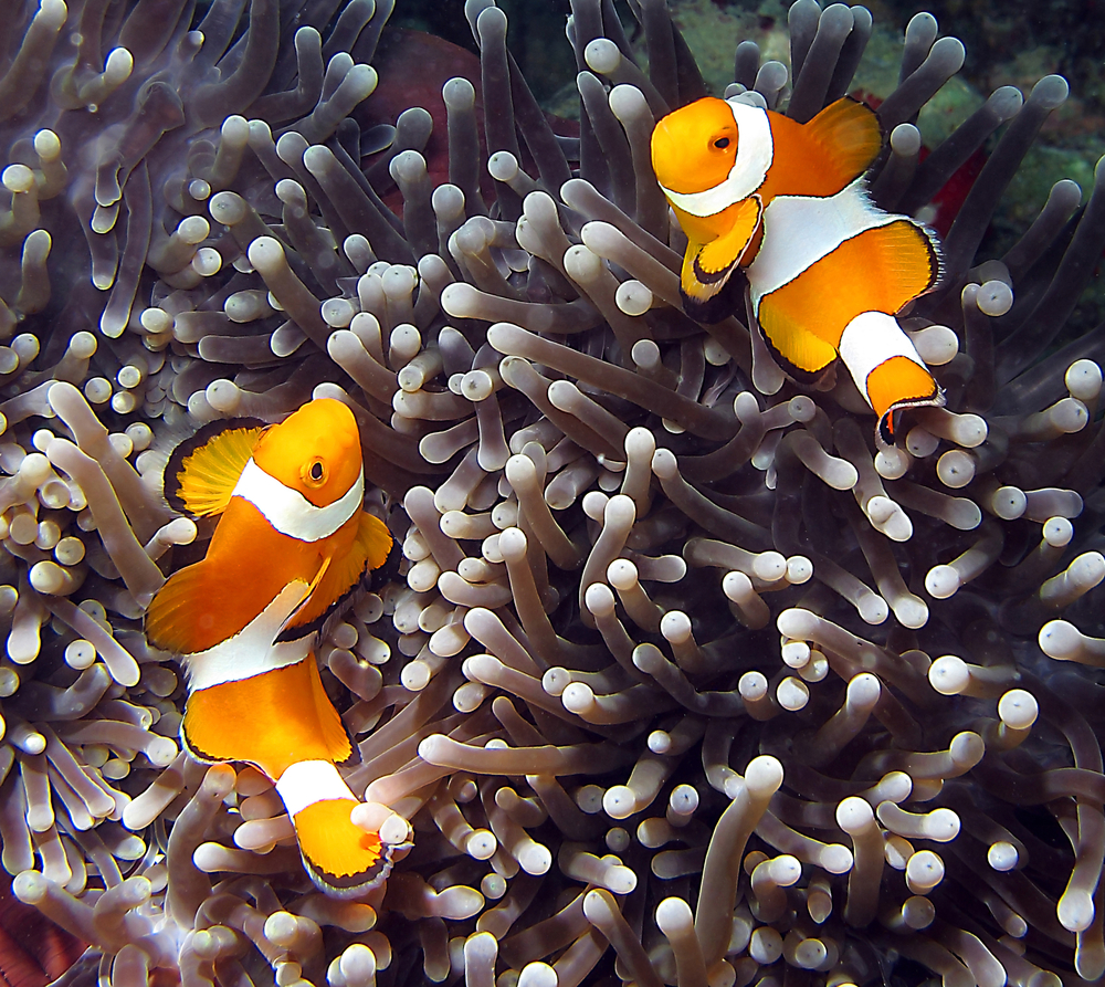Clownfish amphiprion ocellaris at Lankayan