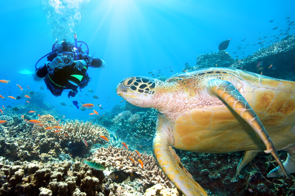 Giant green turtle at Sipadan