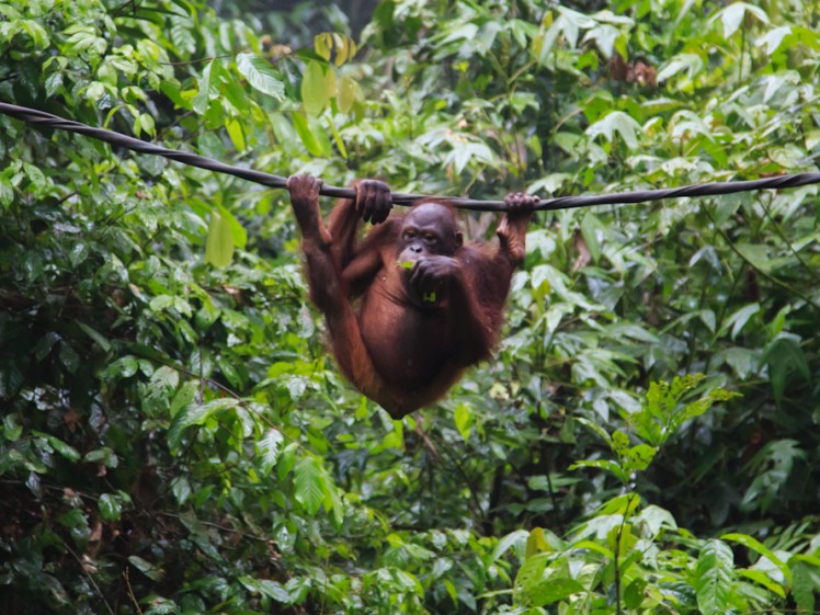 Orangutan at the Sepilok Orangutan Wildlife Centre | Photo credit Emma Gawen