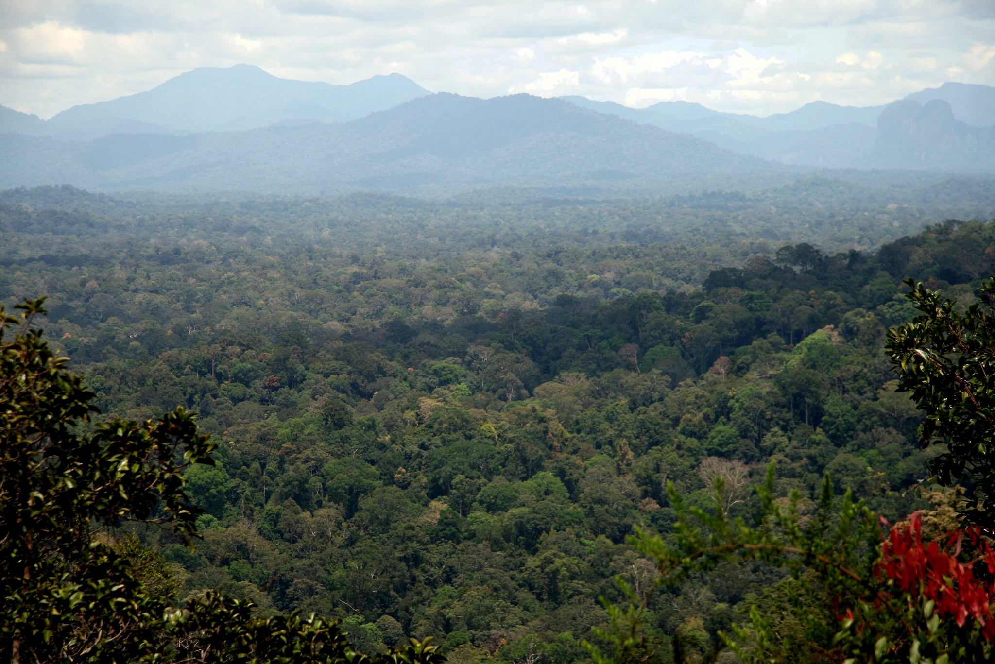 Wldest tropical rainforest, Taman Negara in Pahang | Photo credit: Wakx