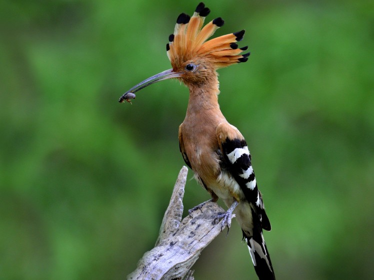 hoopoe