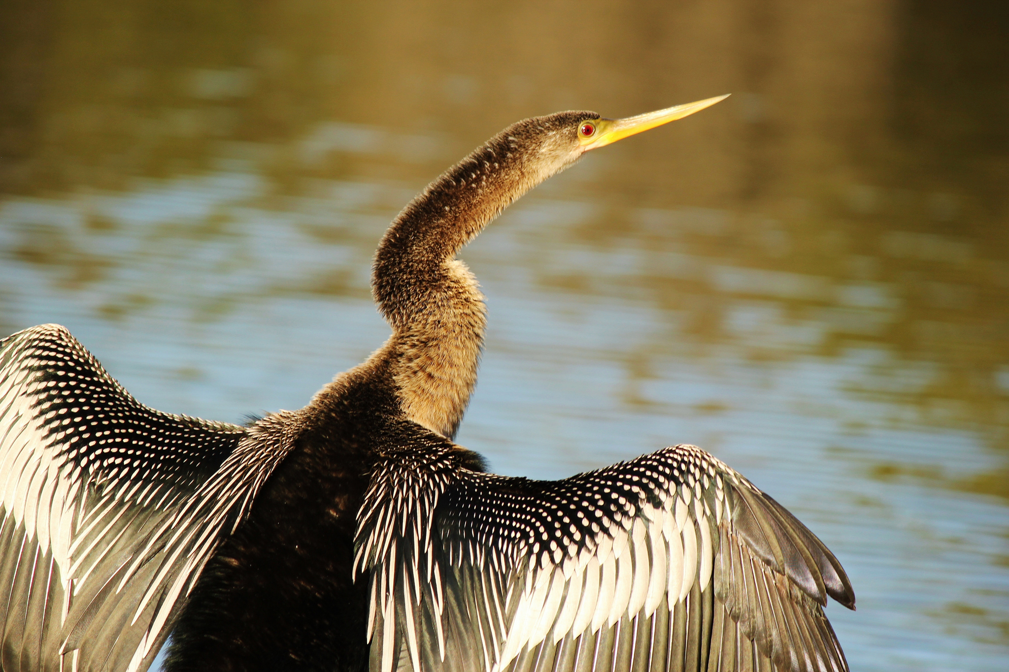 Anhinga in the sun | Photo credit: Teresa Shen