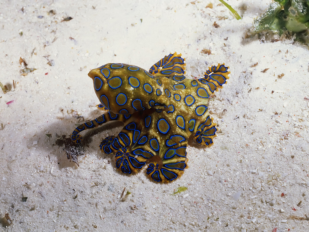 Blue-Ringed Octopus, Mabul Island | Photo credit: Angell Williams