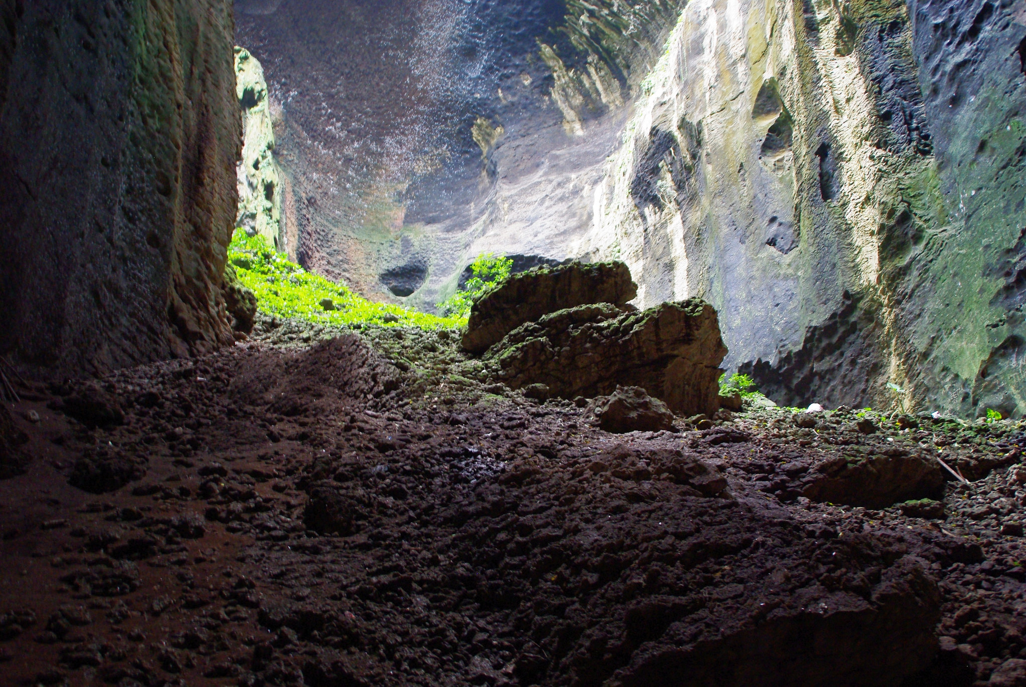 Gomantong Caves