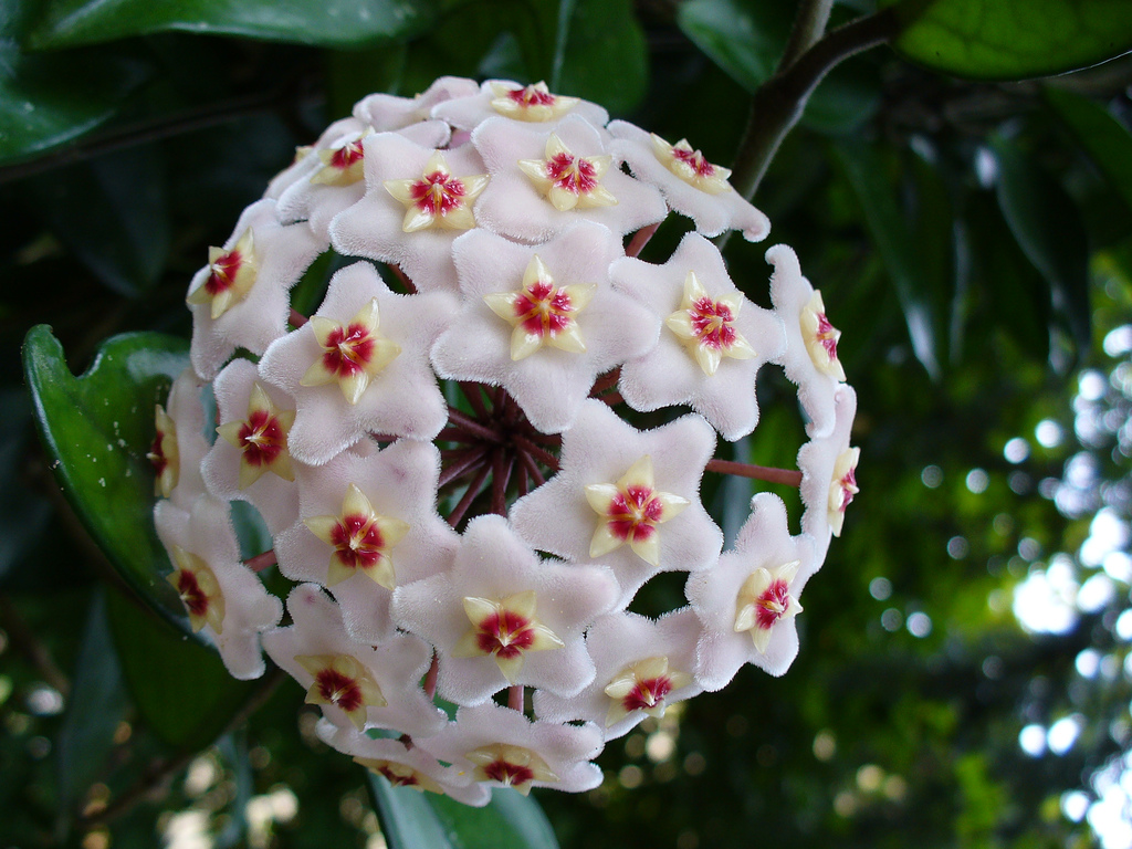 Hoya Flower - Sabah