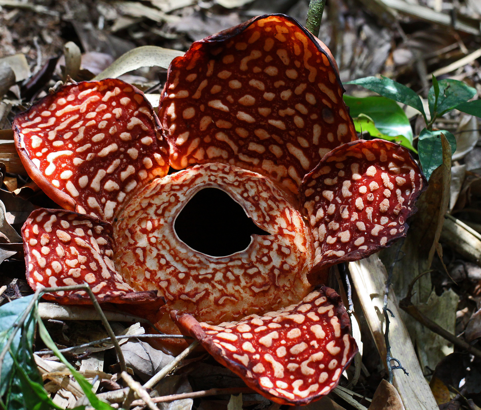 Rafflesia | Photo credit: vil.sandi