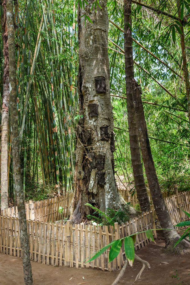 Tana Toraja - Kambira, grave tree