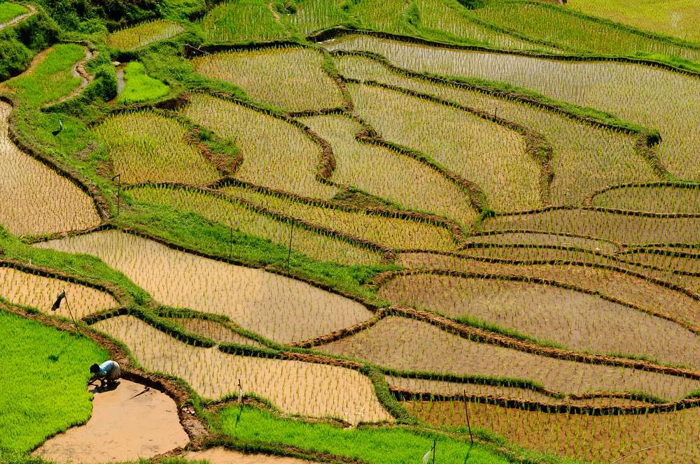Tana Toraja - rice terraces