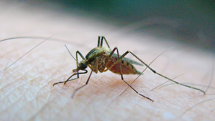 worlds-first-vaccine-against-dengue-by-next-year-748x421