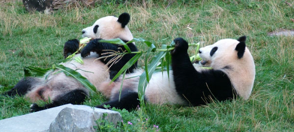Malaysia S Zoo Negara To Receive Two Panda Bears Next Year Expatgo