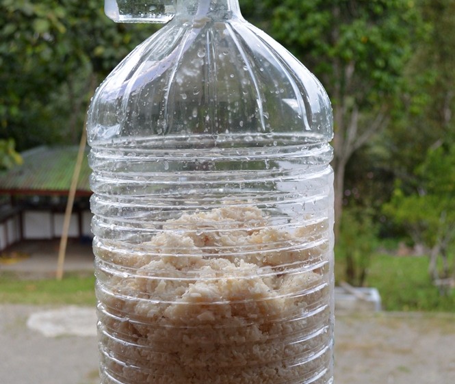 Fermented Rice