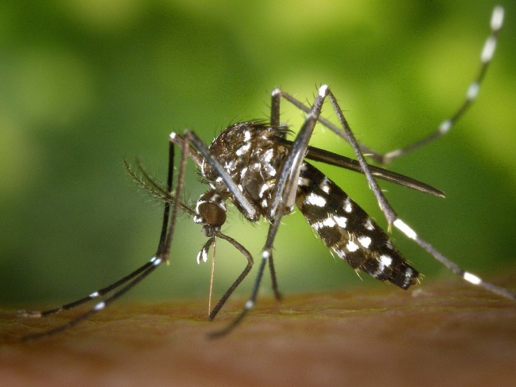 Dengue Warning in Selangor