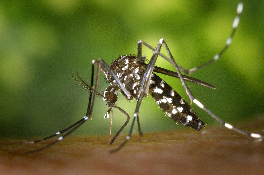 Dengue Warning in Selangor