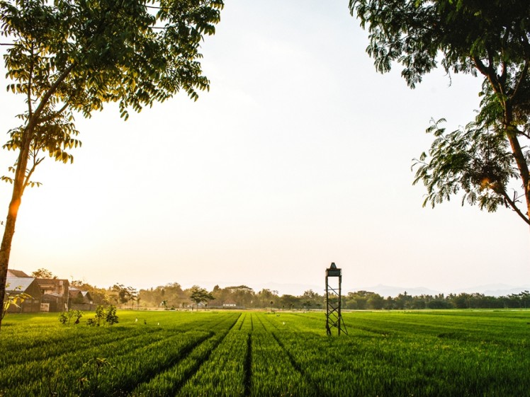 Paddy Field (1)