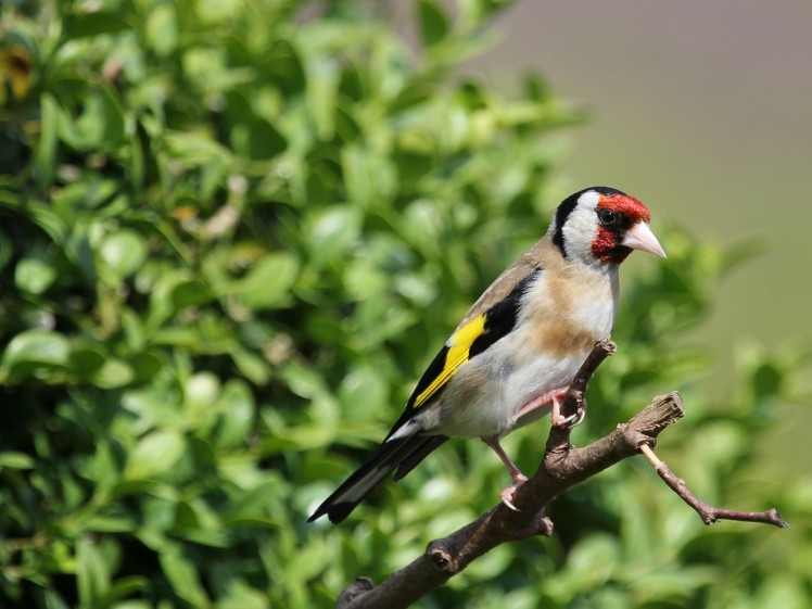 Birdwatching to be Major Tourism Product in Malaysia