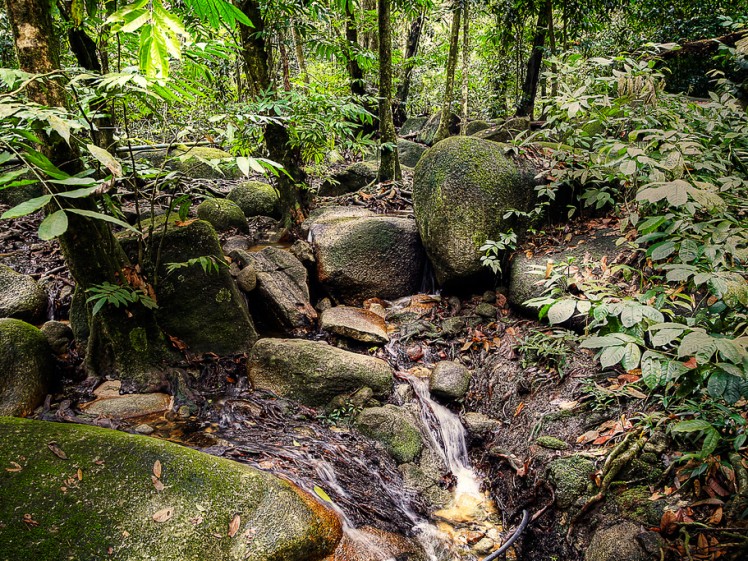 Forest Research Institute of Malaysia