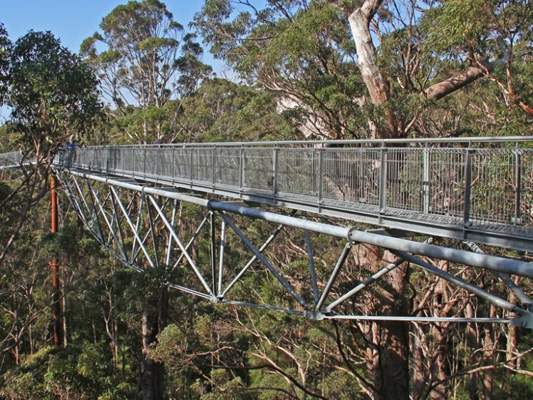 WAS554 Canopy walk Valley of Giants WA