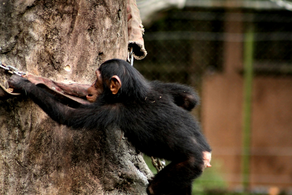 Zoo3