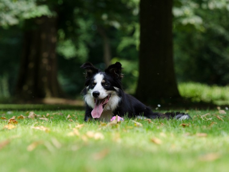 border-collie-750617_1280