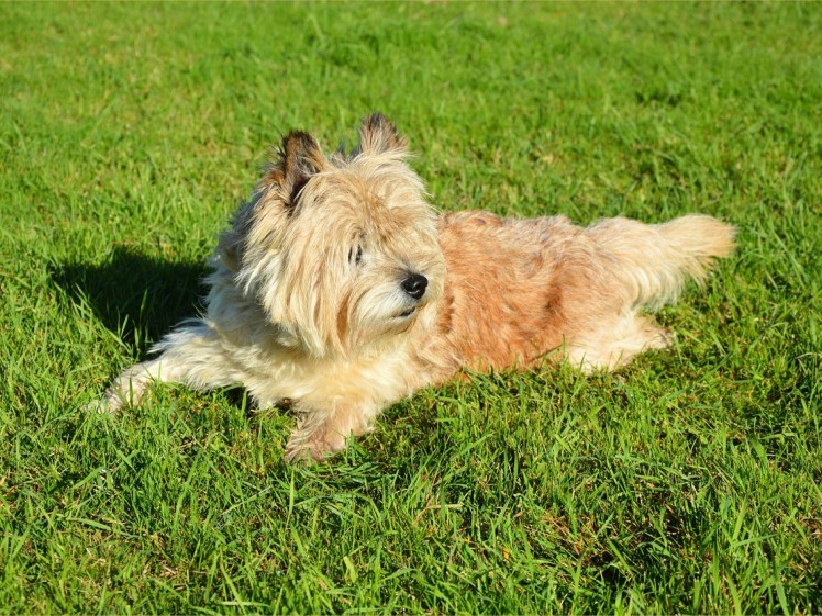 dog-217182_1280