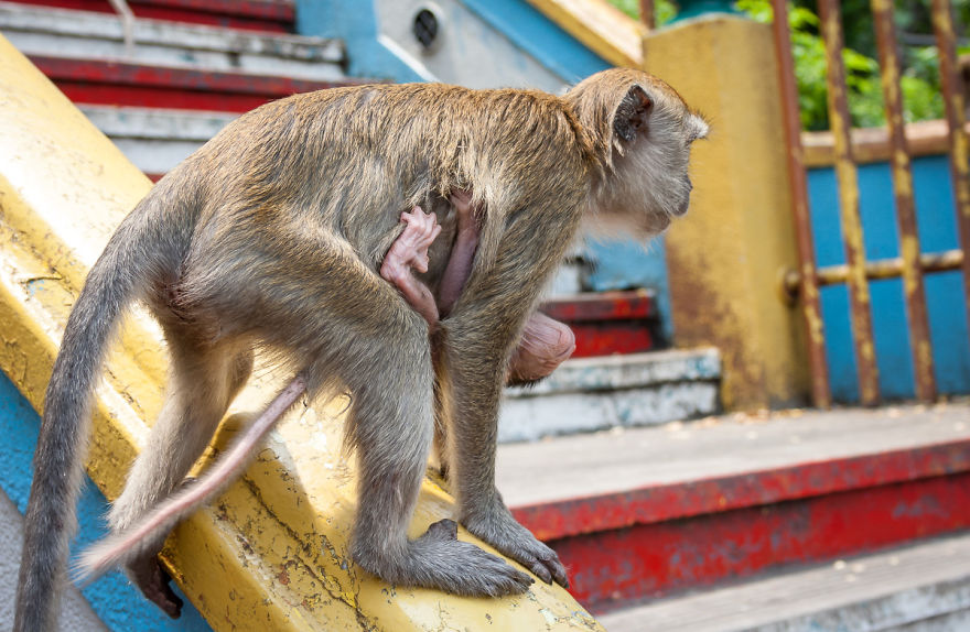 Batu Caves, Kuala Lumpur, Malaysia