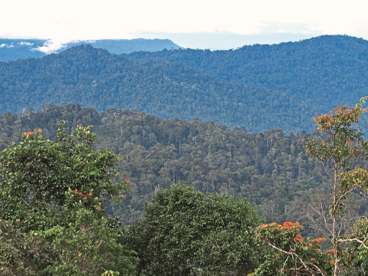 MAL6858D distant view forest Fraser's Hill