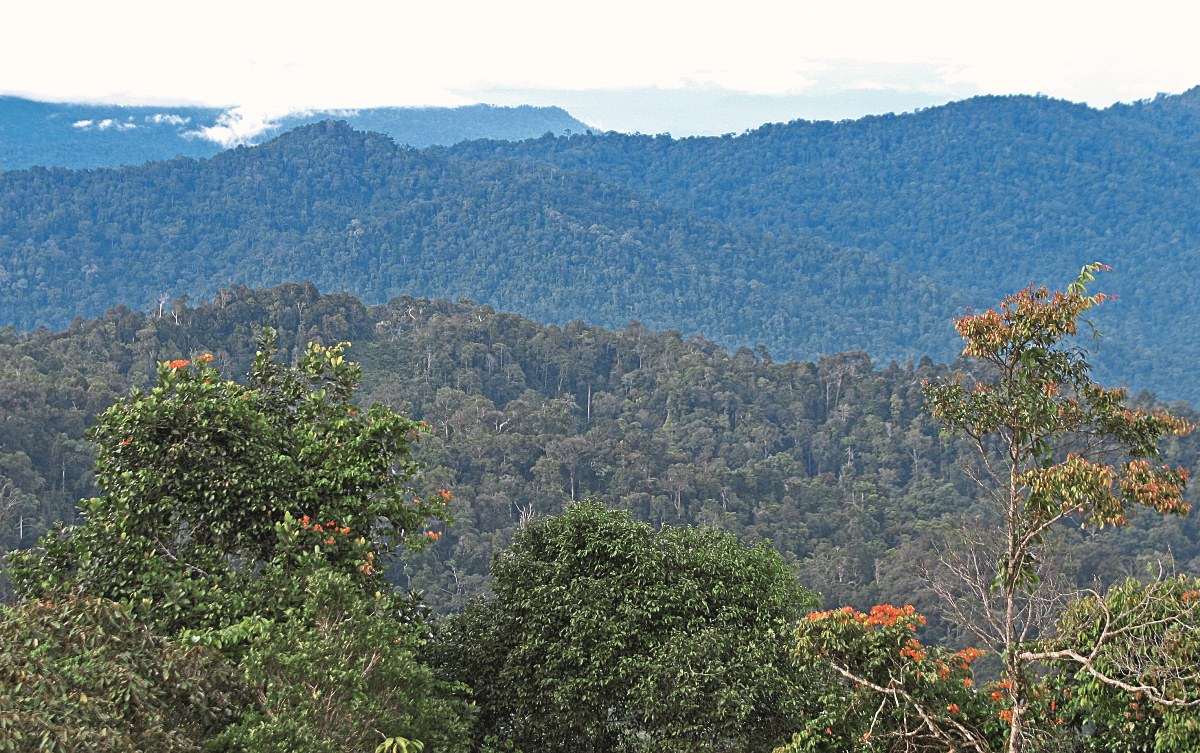 MAL6858D distant view forest Fraser's Hill