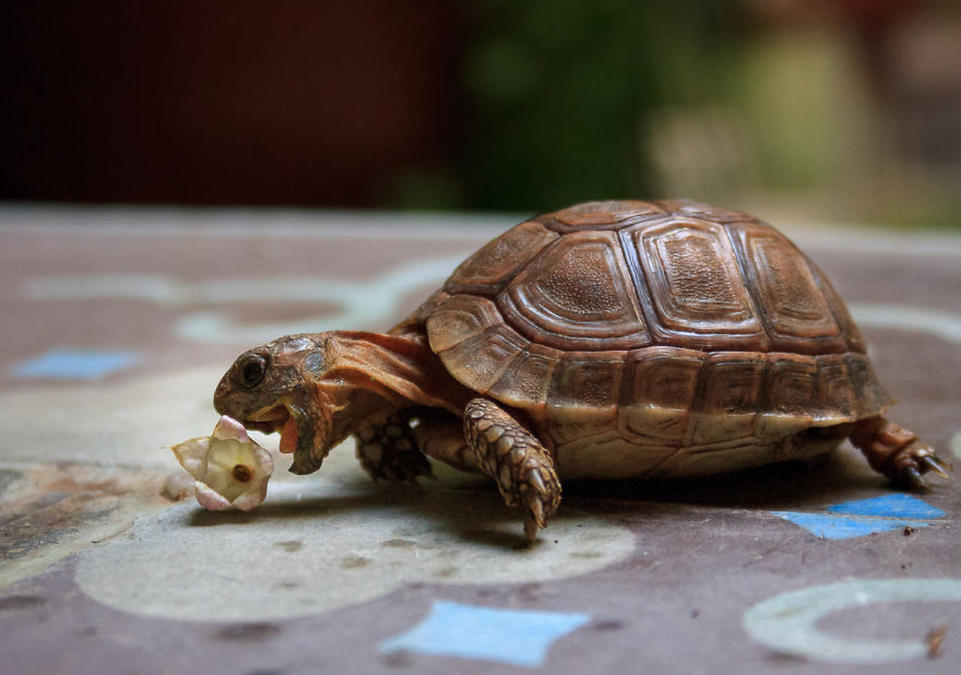 My little friend from Marrakech