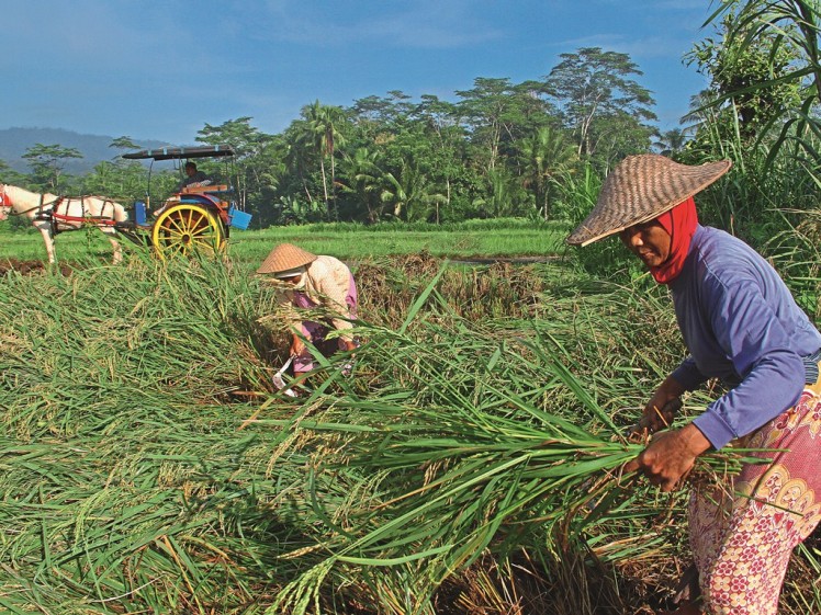 INDO668 andong ride and cutting rice Borobudur