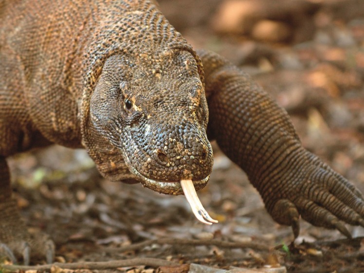 Komodo_Dragon 3 credit to Arturo de Frias Marques