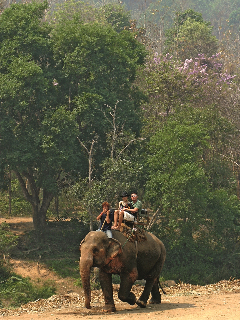 TH3098D riding elephant Chiang Mai
