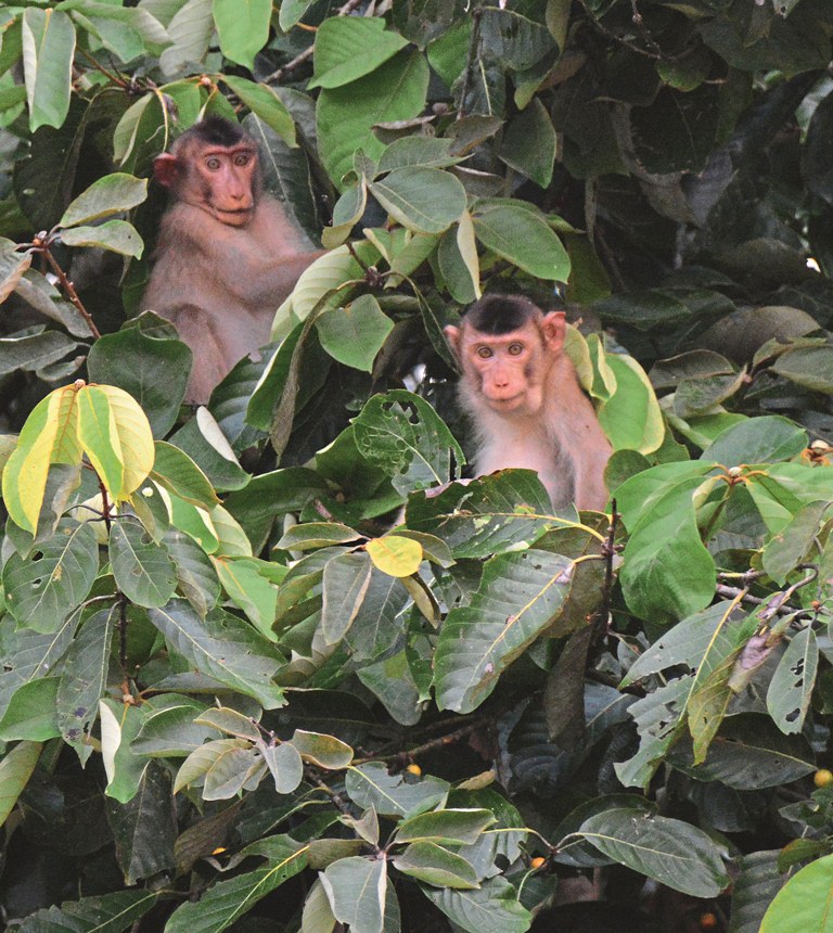 Pig-tailed Macaque Monkeys