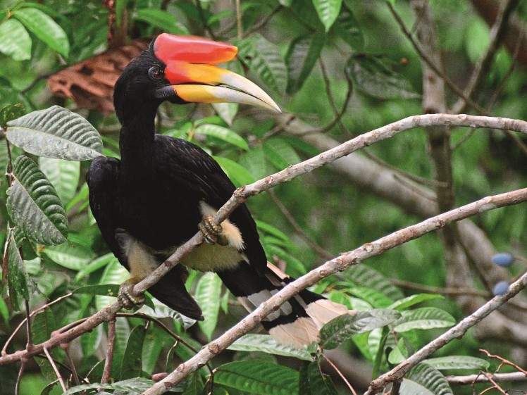 Stunning Rhinoceros Hornbill