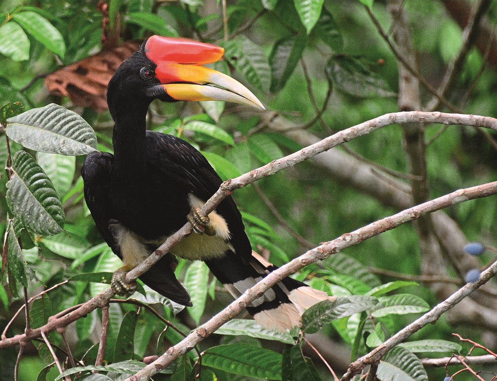 rhinoceros hornbill country