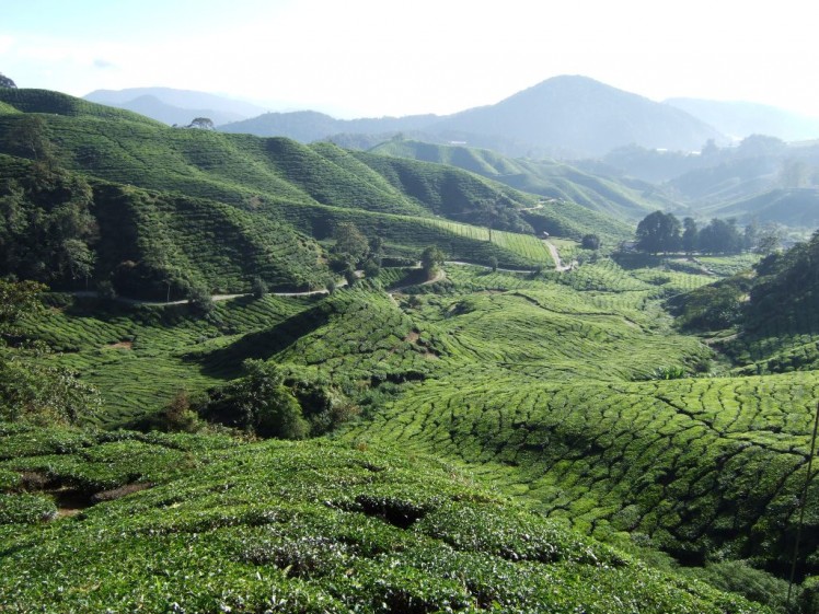 cameron-highlands-tea-plantations-1-1195909